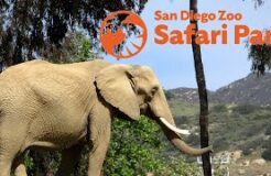 San Diego Zoo Safari Park 2022 Tour & Review with The Legend